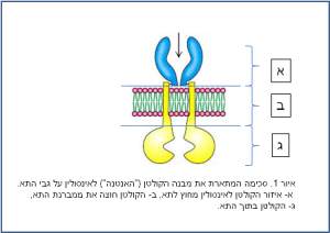 סוכרת ובעיות שיניים