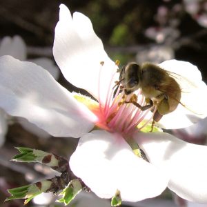 דבורים ודבש