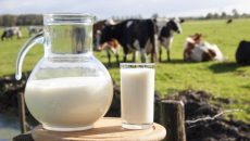 מוצרי חלב מקור לויטמין B12