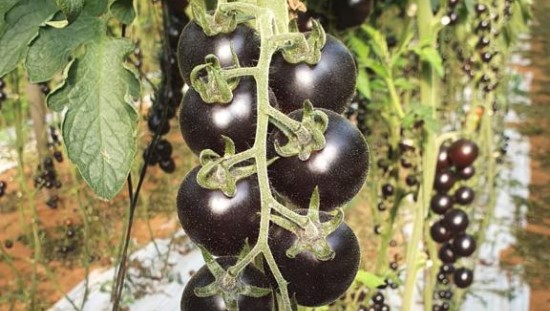 עגבניה שחורה. צילום: זרעים גדרה סינג׳נטה