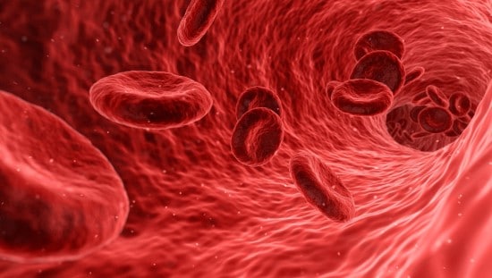 הדמיה של כלי דם בגופנו. צילום: pixabay
