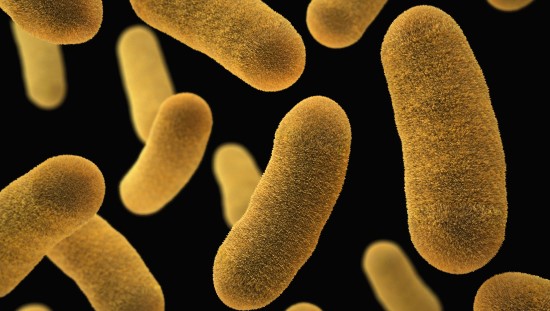לפרוביוטיקה השפעה זמנית עם מעבר החיידקים במעיים. צילום: unsplash