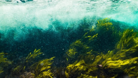 אצות ים - מכילות יוד באופן טבעי. צילום: pixabay