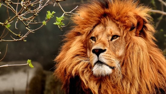 אריות בטבע צמים לסירוגין באופן טבעי. צילום: pixabay