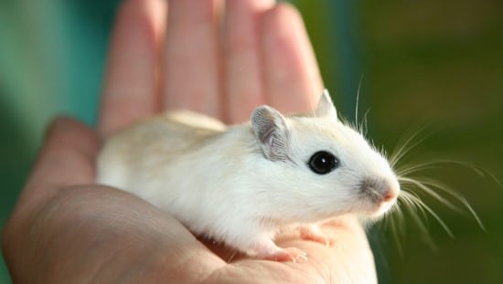 משטר קפדני של צום הגן על מוחם של העכברים מפני ניוון. צילום: pixabay