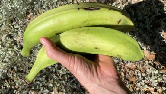 בננה פלנטיין - ככה היא נראית. צילום באדיבות אופיר פוגל