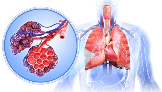 מערכת הנשימה. צילום: יח"צ מערכת הנשימה. צילום: יח"צ
