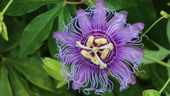 שעונית (Passiflora incarnata). צילום: pixabay