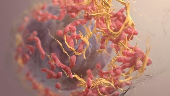 תא סרטני מסוג מלנומה תחת מיקרוסקופ באדיבות המכון הלאומי לסרטן בארה"ב באמצעות: unsplash