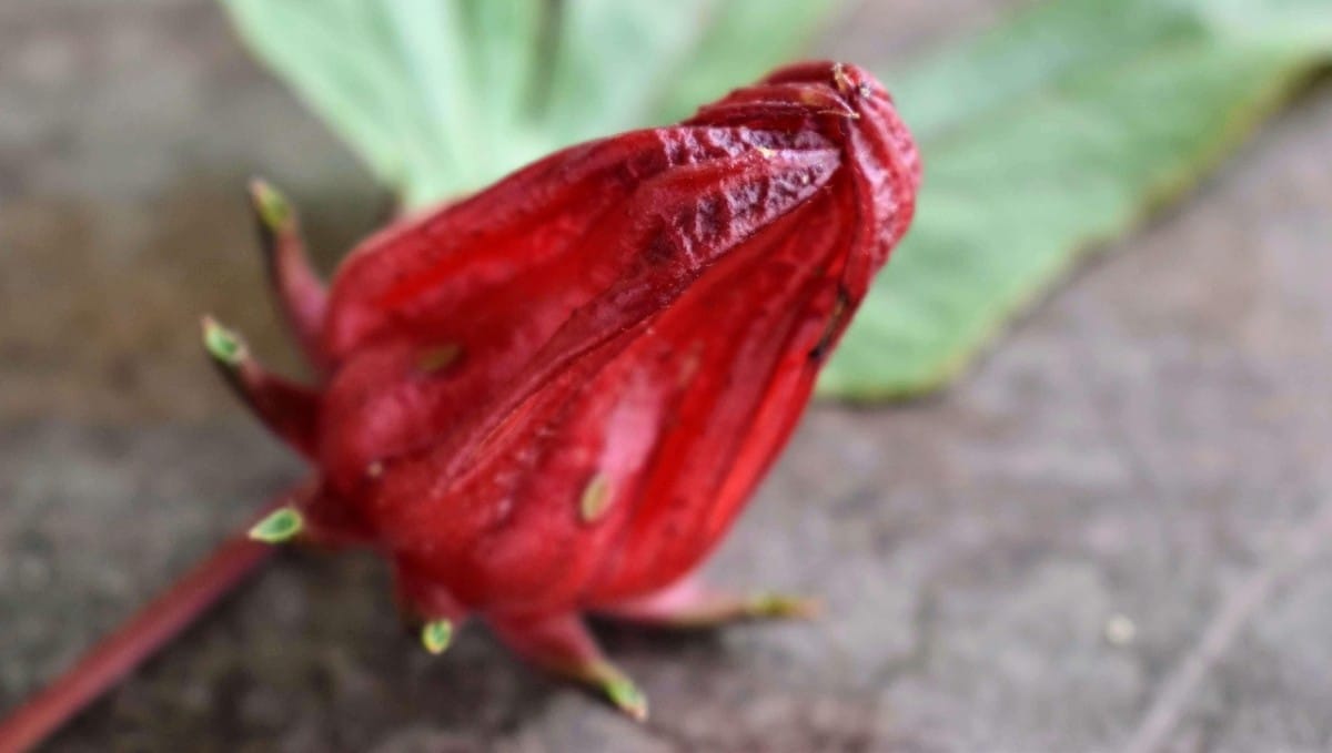 היביסקוס סודני היביסקוס סודני. צילום: pixabay