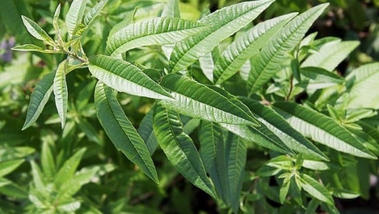 לימונית רפואית לימונית רפואית. צילום: pixabay