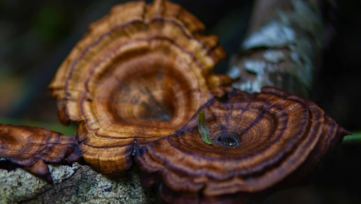 "האימא של הפטריות". צילום: Pexels