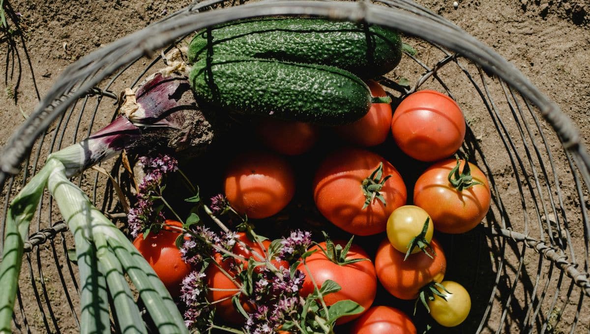 ירקות טריים מהגינה. צילום: Pexels