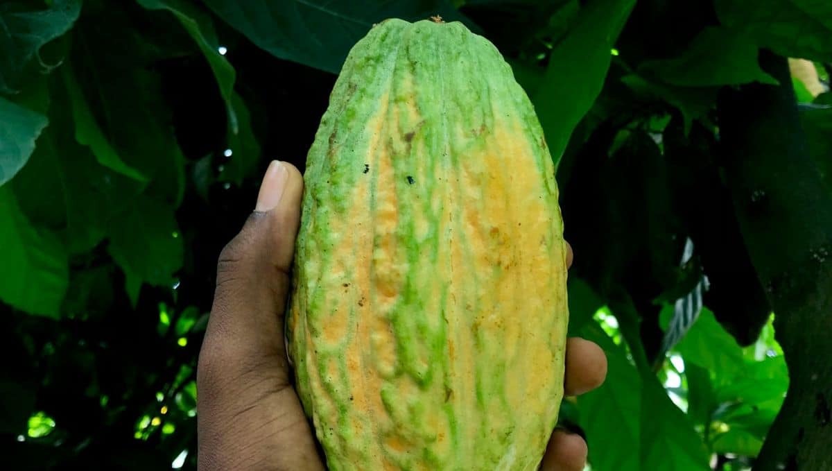 קקאו נא. תמונה: Pexels