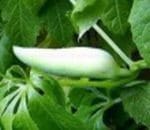 צמח קאיגואה